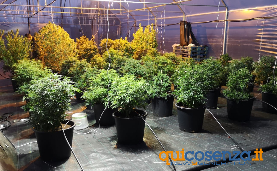 cannabis light calabria