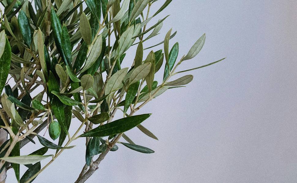 domenica delle palme