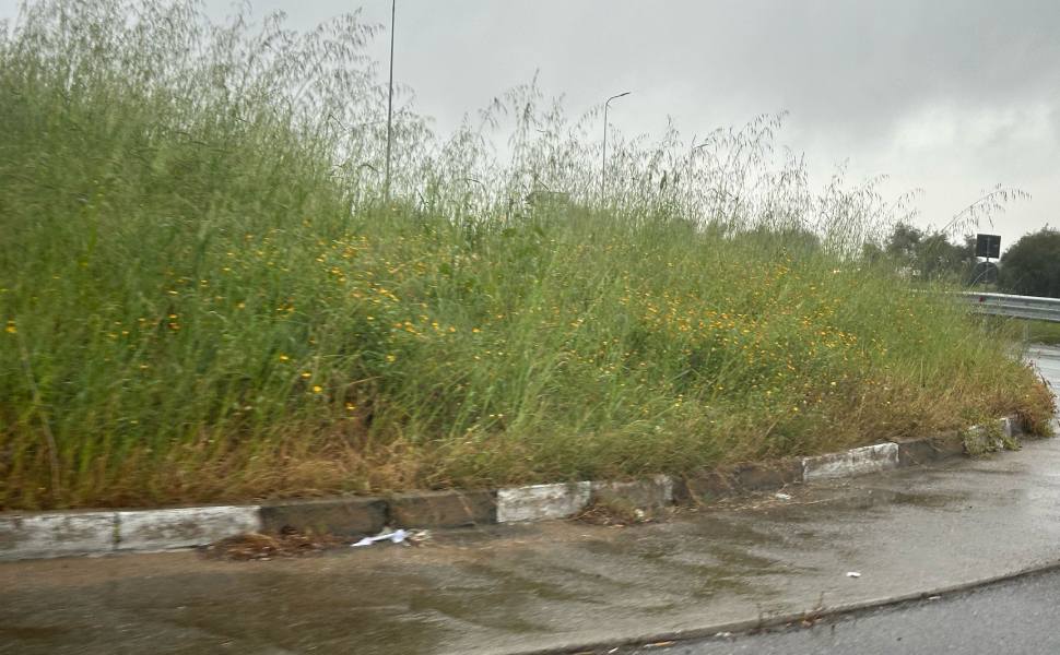 statale 106 vegetazione corigliano rossano 01