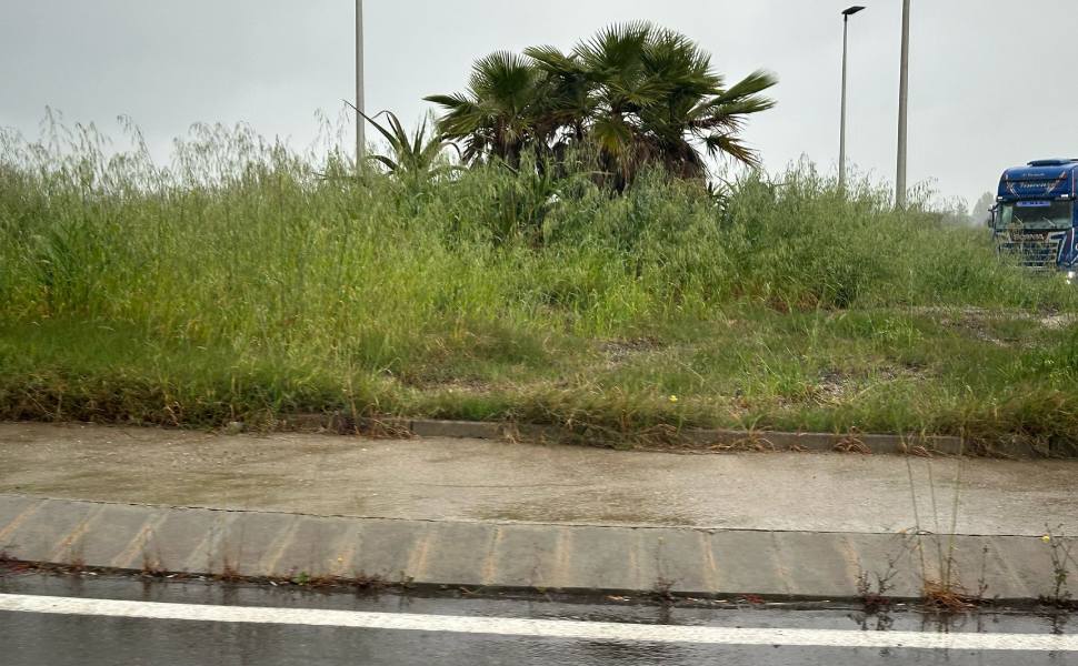 statale 106 vegetazione corigliano rossano 03