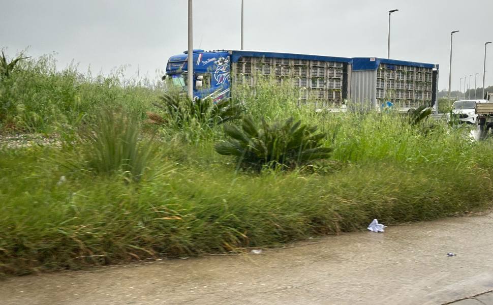 statale 106 vegetazione corigliano rossano 04
