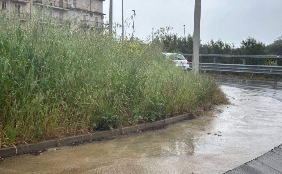 statale 106 vegetazione corigliano rossano 05