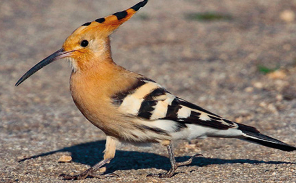 uccelli_pollino