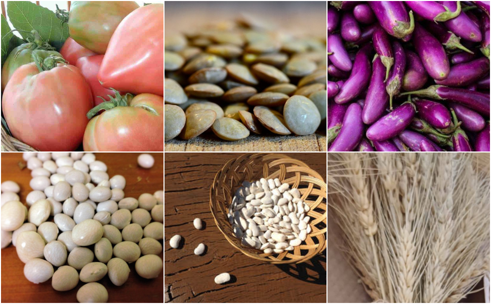 6 NUOVE RISORSE VEGETALI