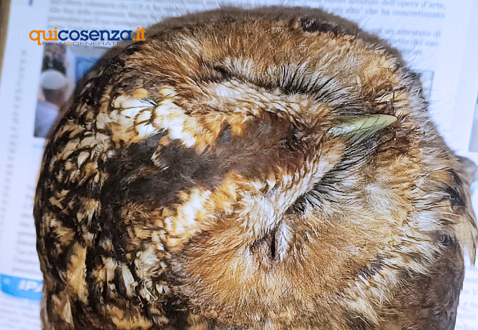 Allocco ferito san giovanni in fiore