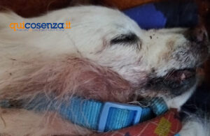Paura a Cosenza, azzannata da un Pitbull mentre passeggia con il suo cane. Volpino ucciso e donna ferita 56 Cane aggredito Cosenza1