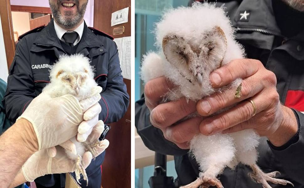 barbagianni recupero carabinieri ad amaroni