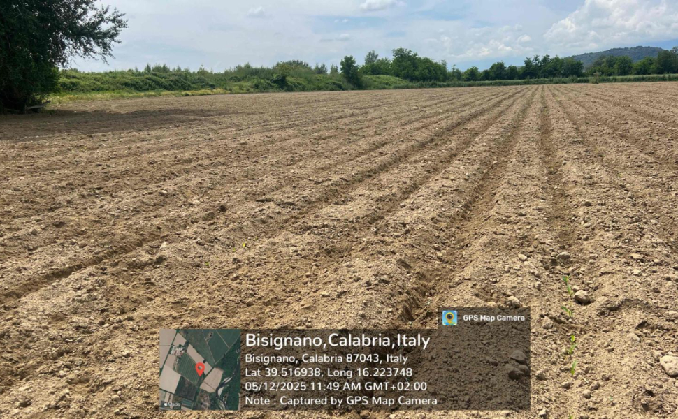 campo-mais-Bisignano.