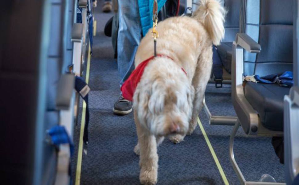 cane grande aereo 02