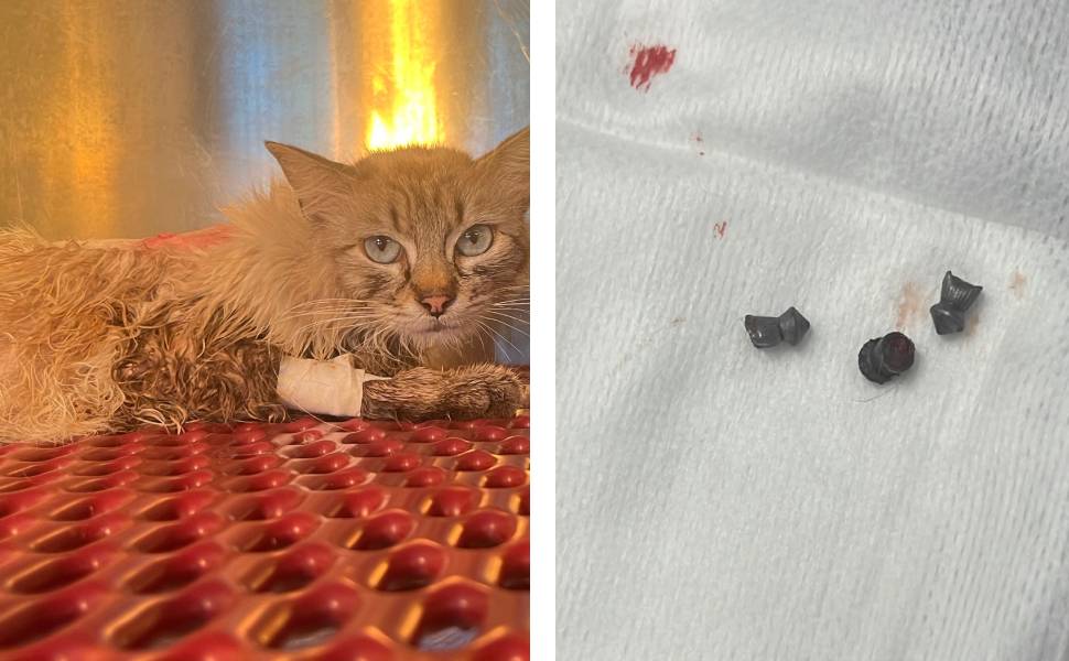 Ennesimo caso di maltrattamento contro gli animali: gattina ferita a colpi d'arma da fuoco 53 gattina ferita colpi 01