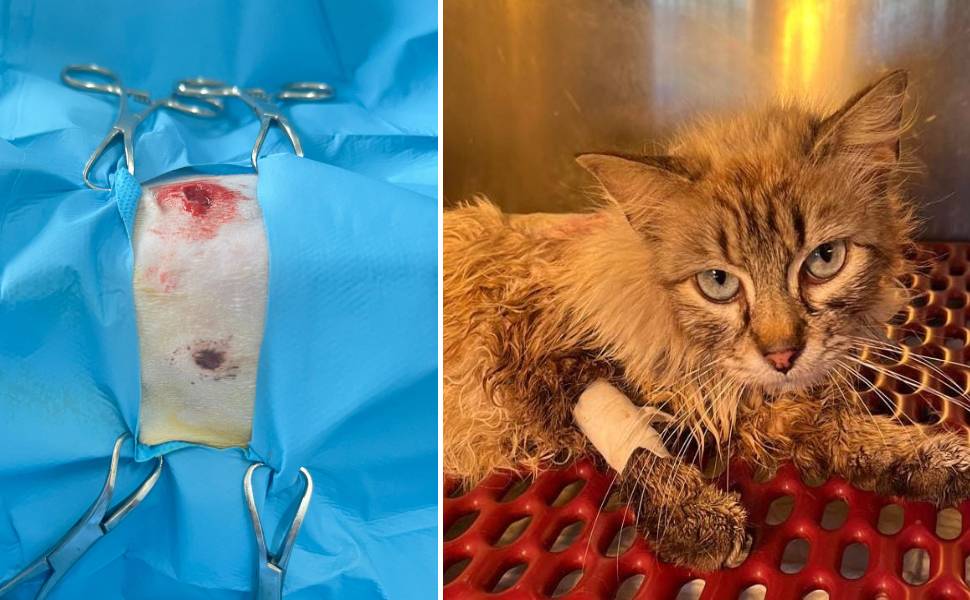 Ennesimo caso di maltrattamento contro gli animali: gattina ferita a colpi d'arma da fuoco 54 gattina ferita colpi 02