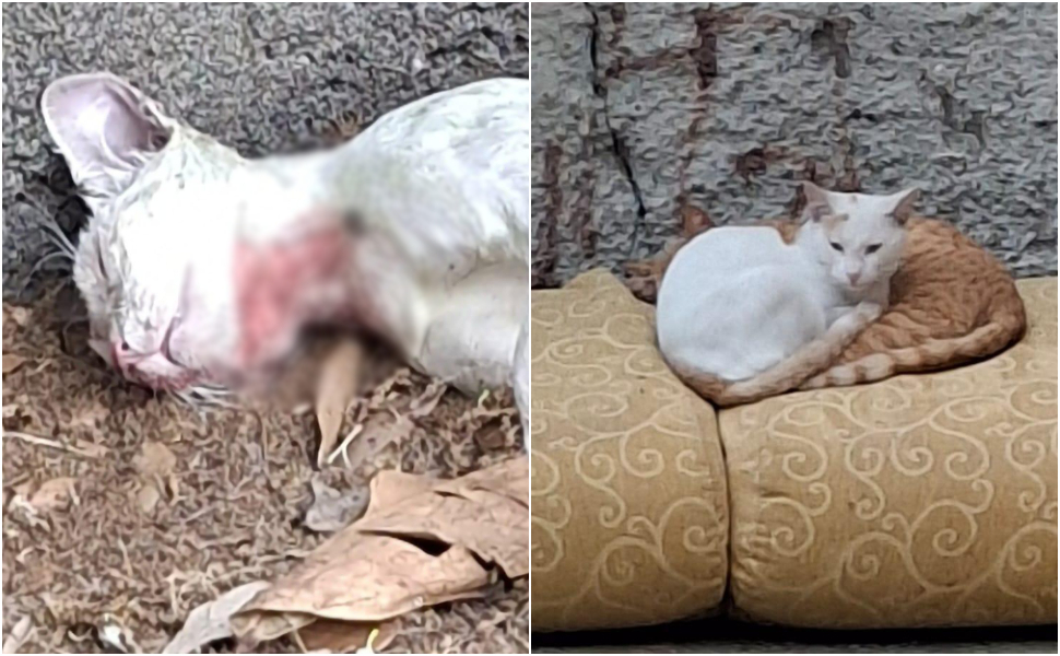 gatto trucidato crotone