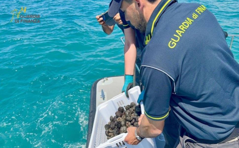 guardia finanza ricci mare bracconieri 01