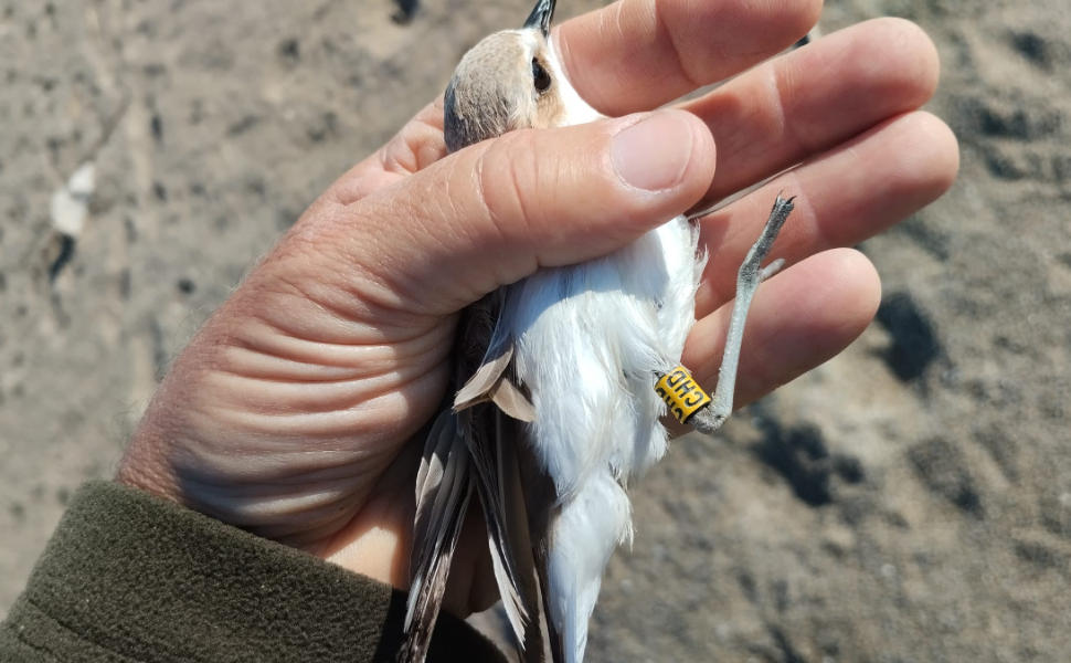 inanellamento-Fratino