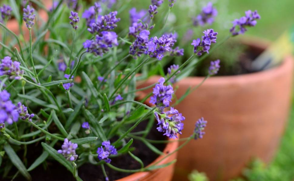 piantine di lavanda
