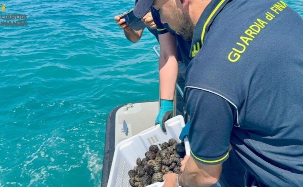 Pesca illegale, sub sopresi a raccogliere oltre 700 ricci di mare: multati per 24mila euro 51 ricci-di-mare.
