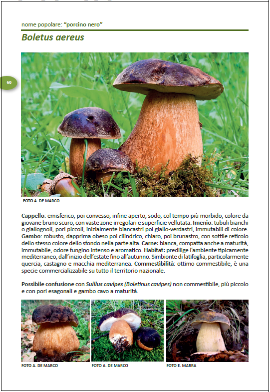 Raccogliere i funghi, a Cosenza un Corso di Micologia: prevenzione, formazione e tutela del territorio 59 01