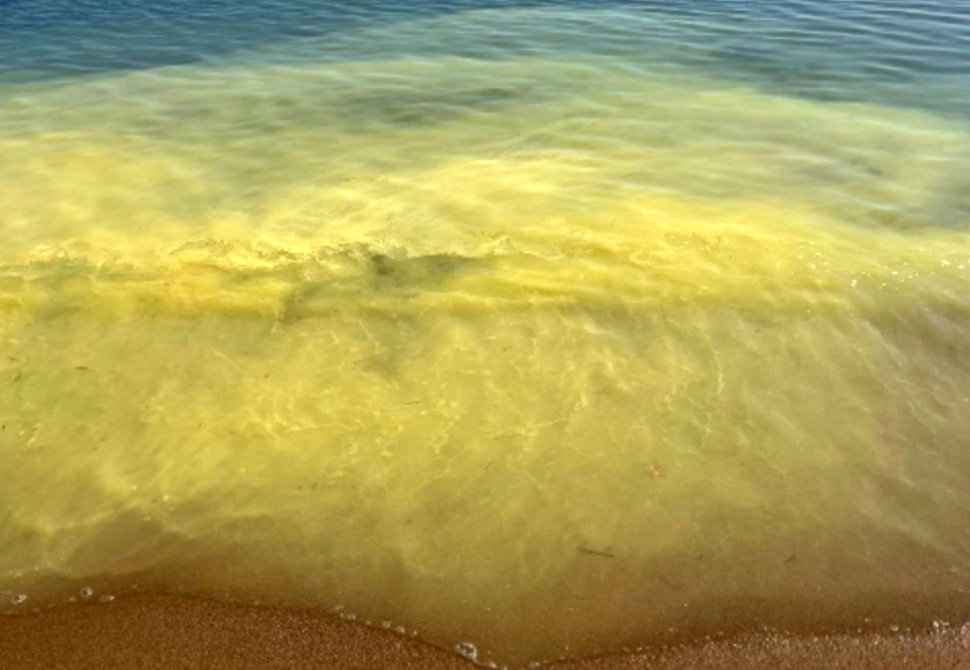 Strisce giallastre in mare lungo la costa Ionica? Depositi naturali, ma sempre più anticipati e ricorrenti 69 02 Polline KR