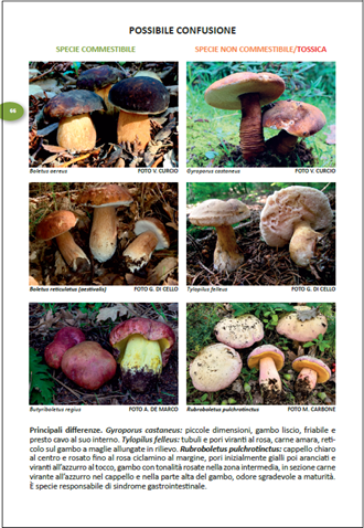 Raccogliere i funghi, a Cosenza un Corso di Micologia: prevenzione, formazione e tutela del territorio 60 02