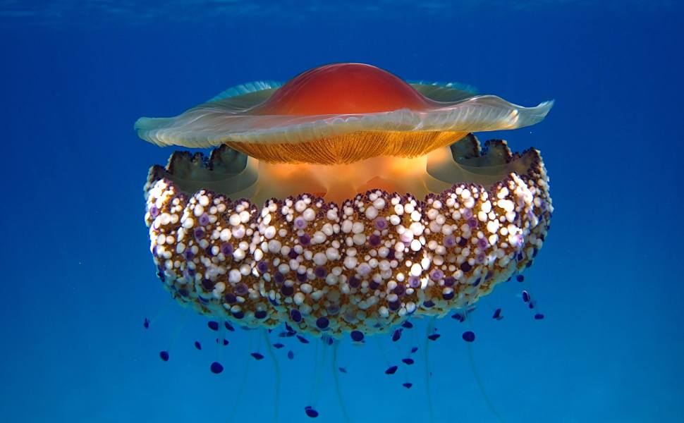 Cotylorhiza tuberculata