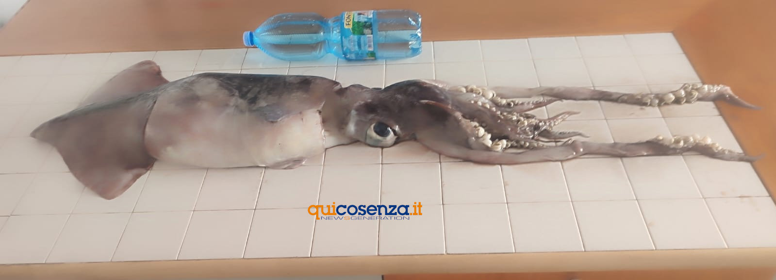 Pesca da record a San Lucido, Totano gigante da ben 19,2 Kg e lungo 1,40 metri 56 Totano record San Lucido 02