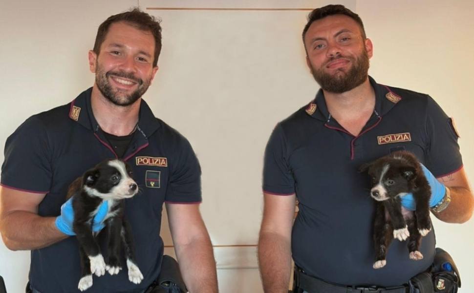cuccioli borer collie polizia