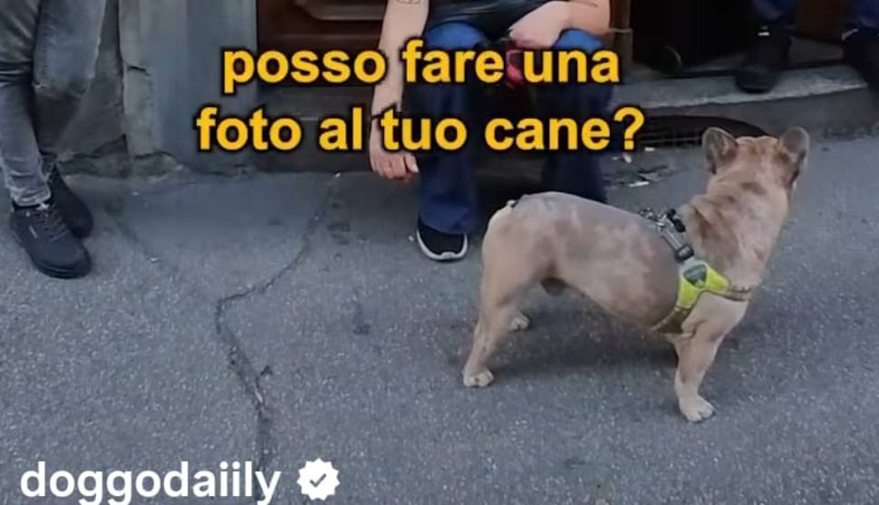 doggodaiily 1