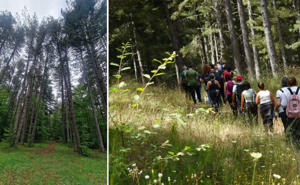 festa della foresta camigliatello