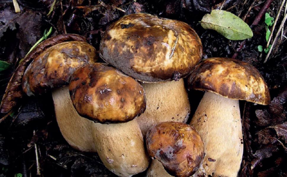 funghi