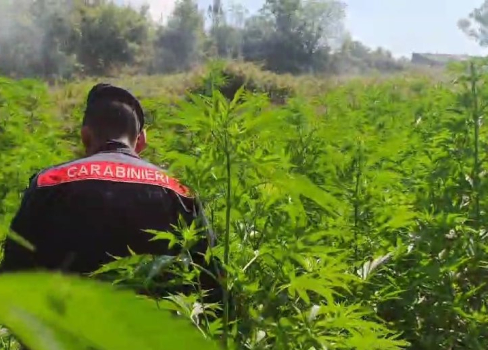 piantagioni-marijuana-carabinieri-