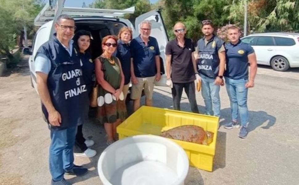 Tartaruga marina spiaggiata e ferita sulla spiaggia di Coccorino, soccorsa e salvata 53 tartaruga marina spiaggiata 01