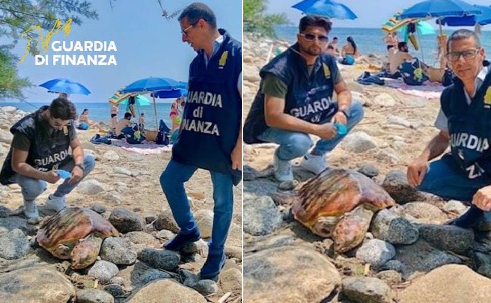 Tartaruga marina spiaggiata e ferita sulla spiaggia di Coccorino, soccorsa e salvata 54 tartaruga marina spiaggiata 02