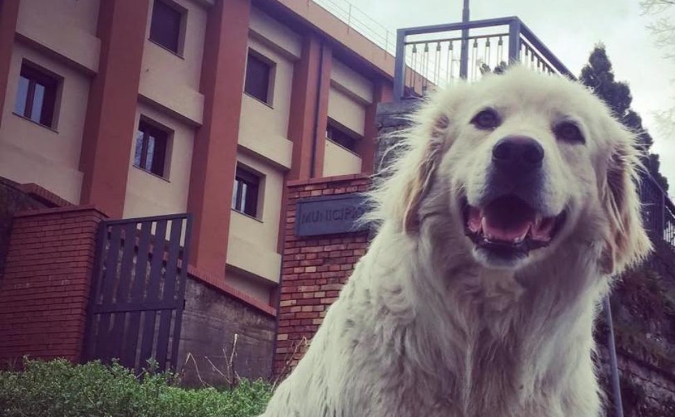 Mormanno abbraccia e saluta Giorgino, il cane mascotte del paese 54 Mormanno Giorgino