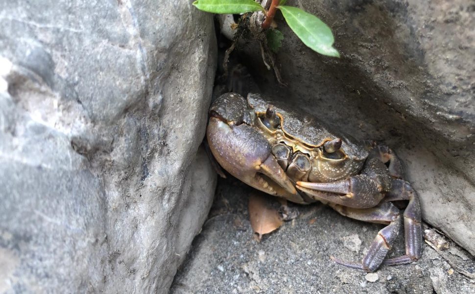 Nel Raganello ricompaiono le specie autoctone: torna il granchio di fiume 54 Raganello granchio
