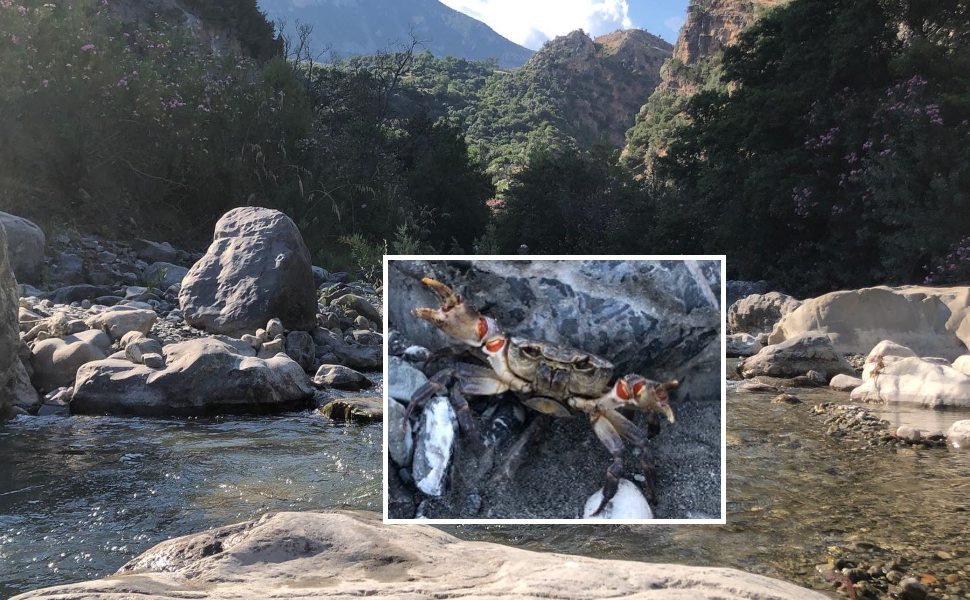 Nel Raganello ricompaiono le specie autoctone: torna il granchio di fiume 53 Raganello granchio di fiume