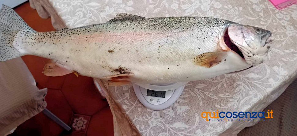 Mendicino, pescata record nel torrente "Caronte": una trota iridea da ben 2,6 Kg 54 Trota Mendicino_02