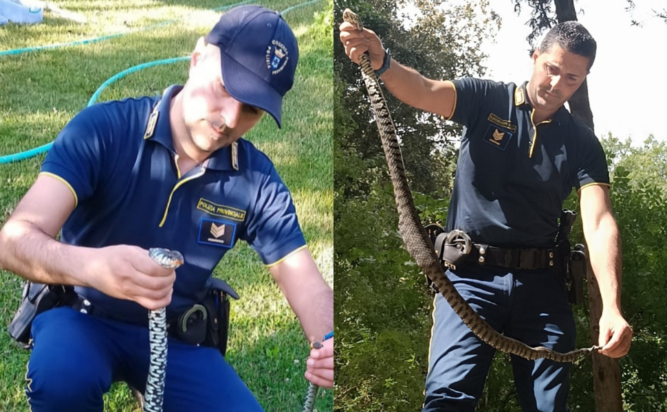 bisce-sila.