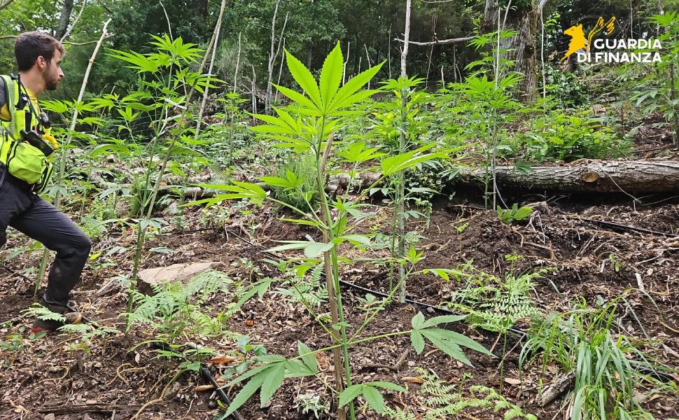 guardia finanza marijuana 02