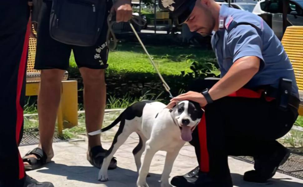 soverato-carabinieri-cane furto