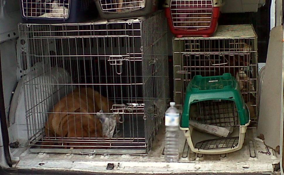 staffette cani generico