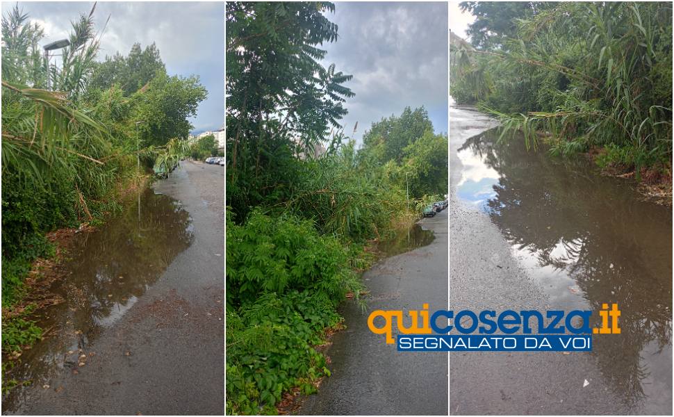 Cosenza: via Pietro Buffone tra incuria, rifiuti e pericoli. Cittadino: «una giungla a due passi dal centro» 59 via buffone cosenza segnalazione 01