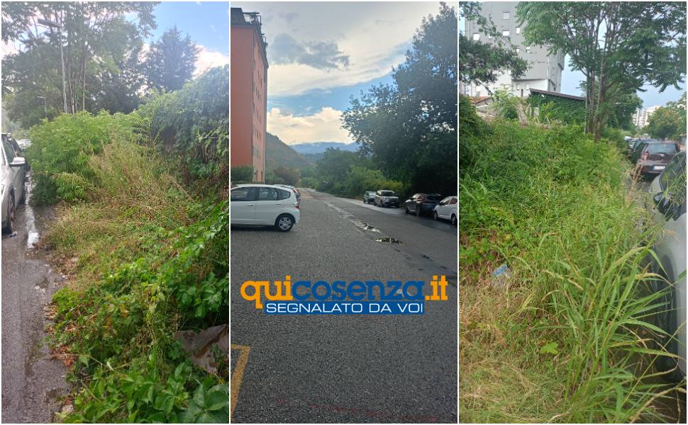 Cosenza: via Pietro Buffone tra incuria, rifiuti e pericoli. Cittadino: «una giungla a due passi dal centro» 58 via buffone cosenza segnalazione 03
