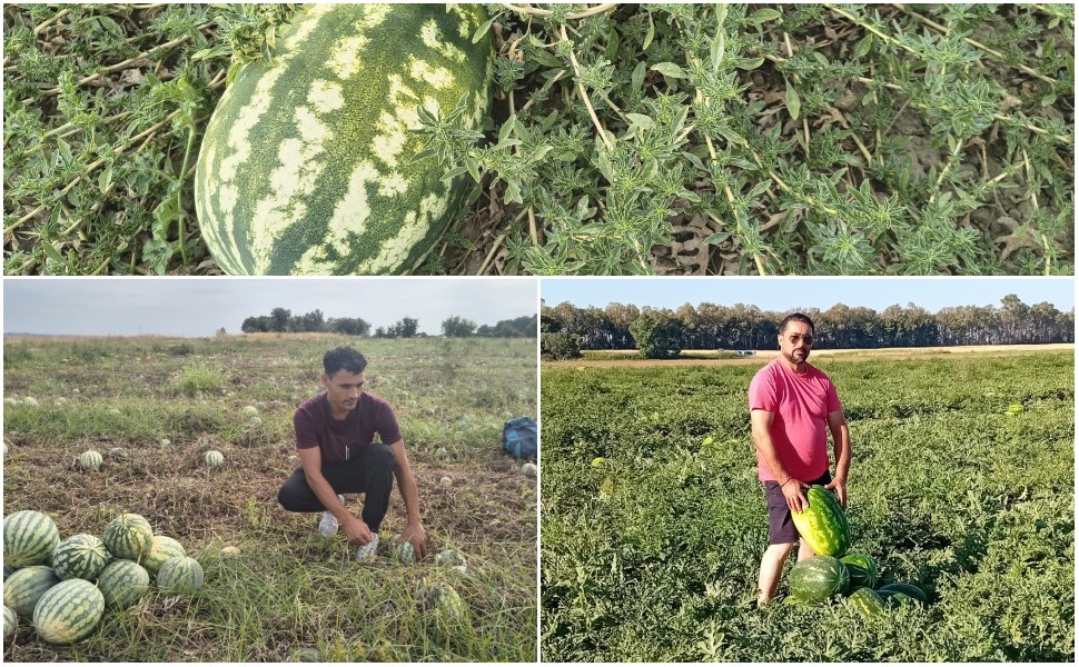 Angurie invendute e donate