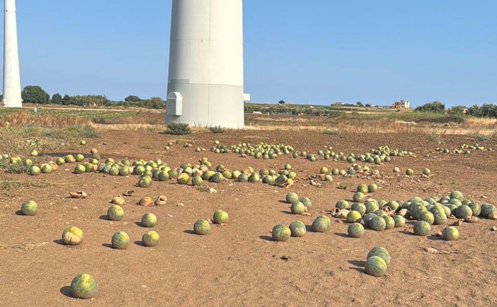 Angurie lasciate in campo nel Crotonese 02