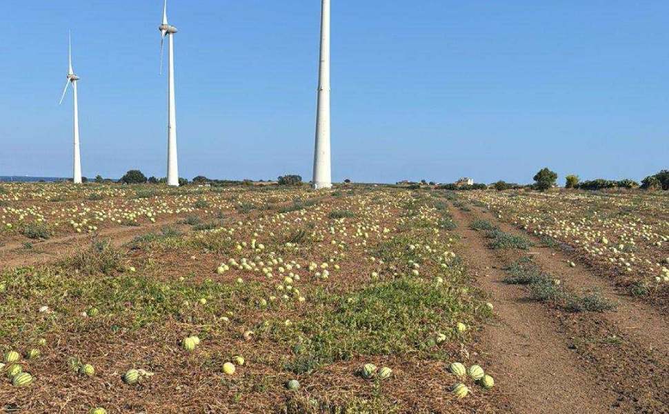 Angurie lasciate in campo nel Crotonese