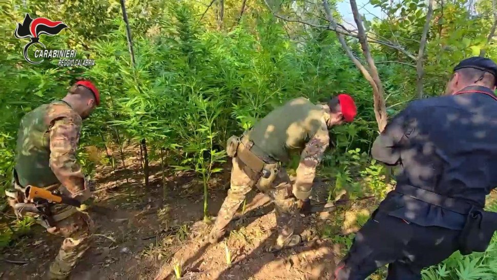 canapa indiana arrestato