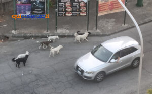 Attimi di paura a Cosenza: branco di cani randagi accerchia dei passanti. Interviene la polizia 54 Cani