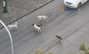 Attimi di paura a Cosenza: branco di cani randagi accerchia dei passanti. Interviene la polizia 55 Cani3
