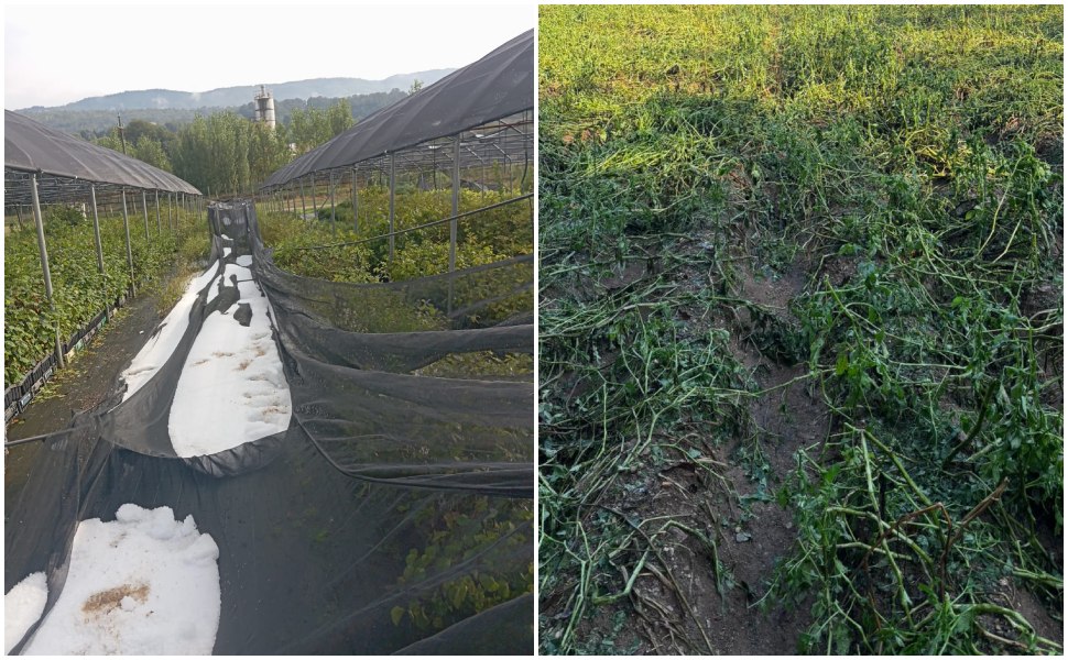 Danni grandinata Reventino