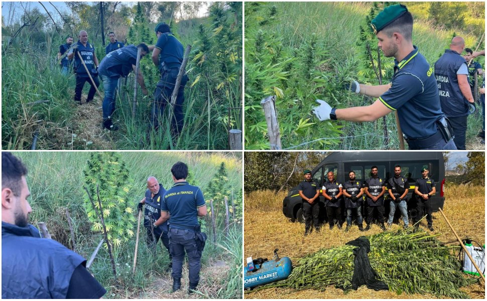 Maxi piantagione marijuana